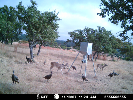 Deer and Turkeys